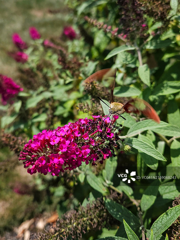 蜂鸟鹰蛾停留在蝴蝶花上，美国俄亥俄州都柏林图片素材