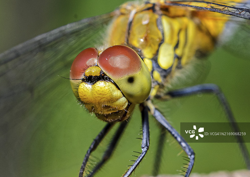 昆虫特写图片素材