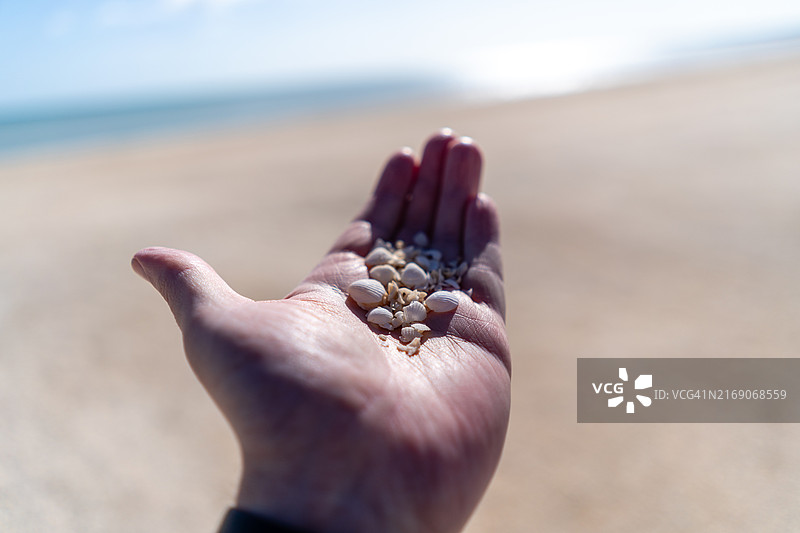 手持沙滩上的贝壳图片素材
