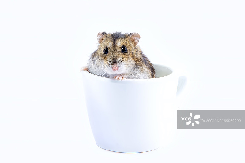 白色背景下容器中的老鼠特写图片素材