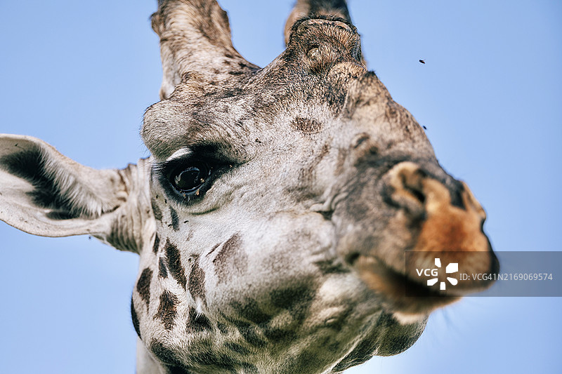 长颈鹿特写镜头图片素材