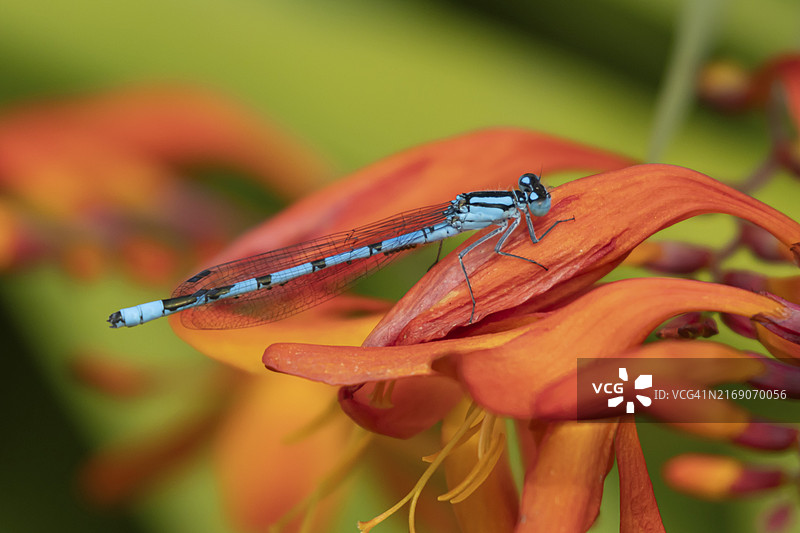 停留在Crocosmia花上的成年普通蓝豆娘图片素材