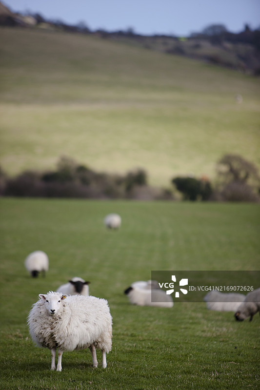草地上的绵羊图片素材