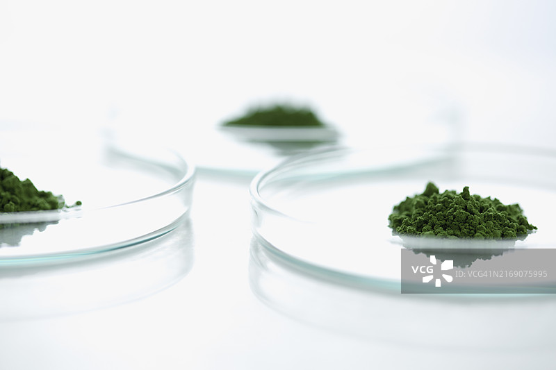 含小麦草粉的培养皿图片素材