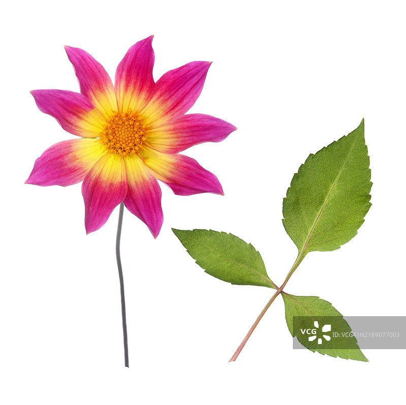 粉黄色单瓣大丽花带叶图片素材