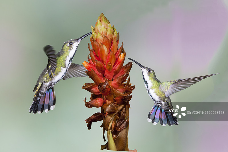 两只绿色胸芒果蜂鸟雌鸟在野姜花上觅食图片素材