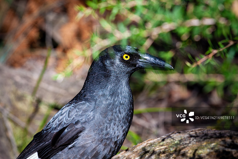 澳大利亚乌鸦特写图片素材