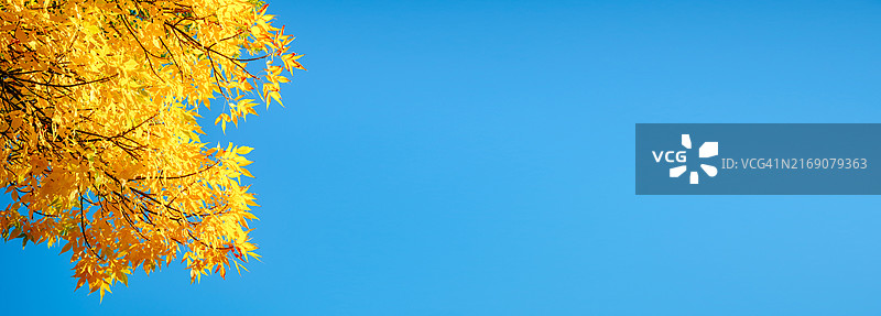 蓝天下秋季黄叶白蜡树枝图片素材