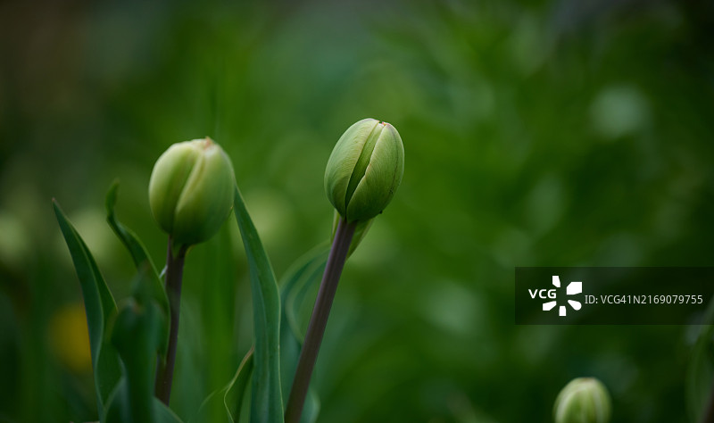 春天绿草丛中未开放的郁金香花蕾图片素材