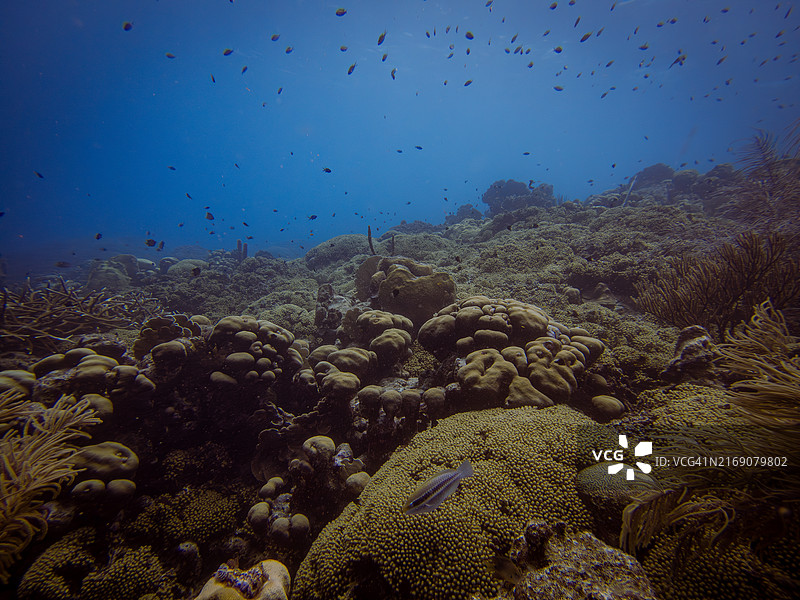 在水下游泳的热带咸水鱼的仰视角度图片素材