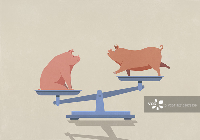 在天平两端保持平衡的猪图片素材