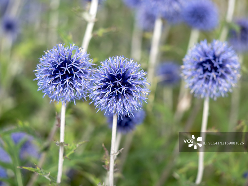 花园中的蓝色蓝刺头花图片素材
