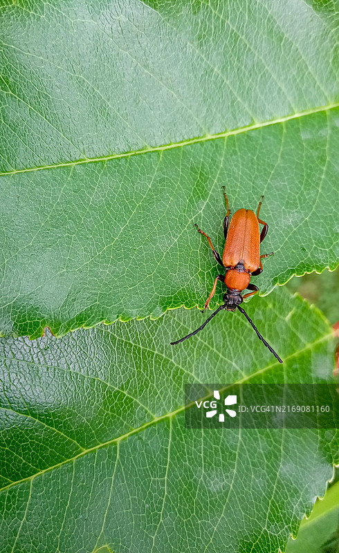 红棕色锯天牛，绿叶上的昆虫图片素材