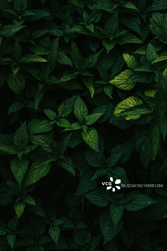 波兰Wielkopolskie的湿树叶全景照片图片素材