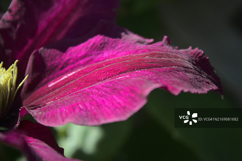 雨滴落在粉色花朵上的特写图片素材