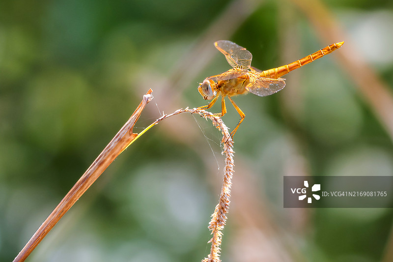 蜻蜓在树枝上的特写图片素材