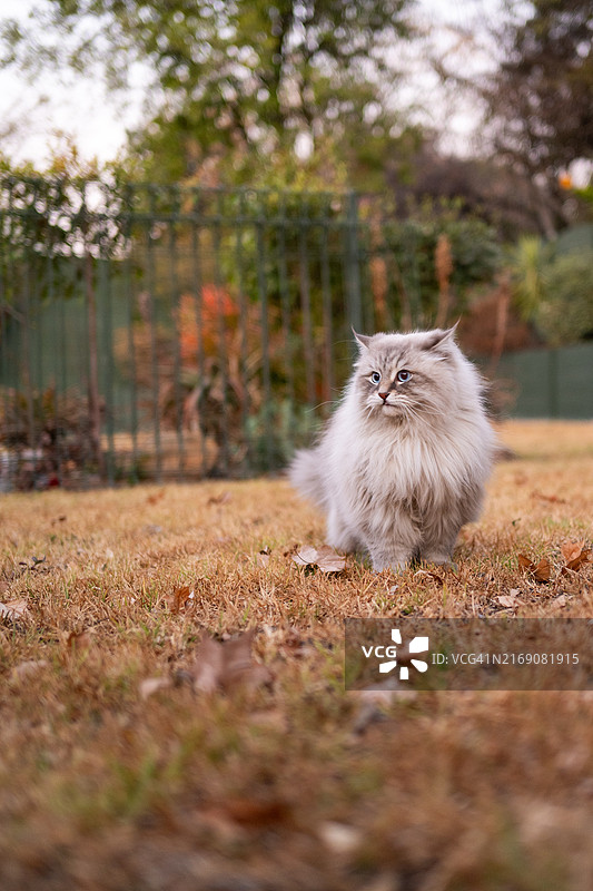 西伯利亚猫坐在田野上的肖像，南非桑顿图片素材