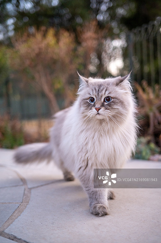 猫咪坐在南非桑顿人行道上的肖像图片素材