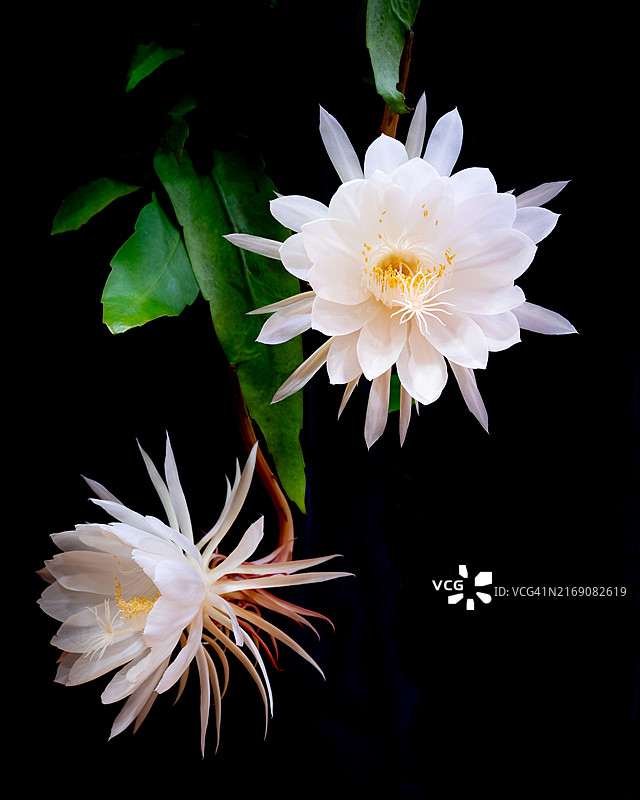 白色花朵特写，美国图片素材