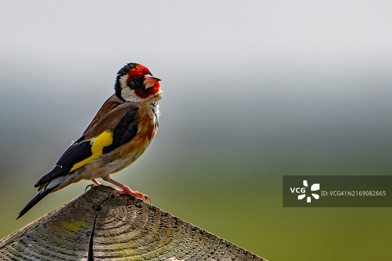 金翅雀栖息在栅栏柱上的侧视图图片素材