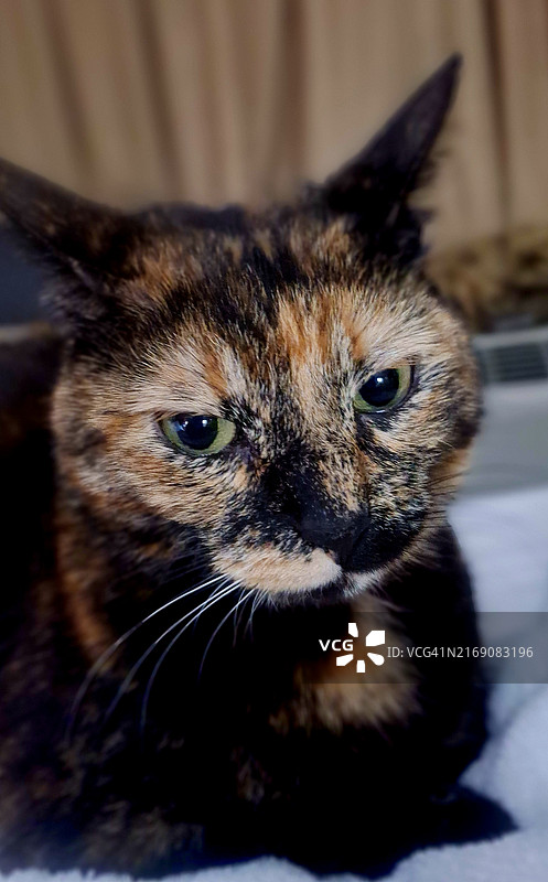 猫的特写，美国佛罗里达州图片素材