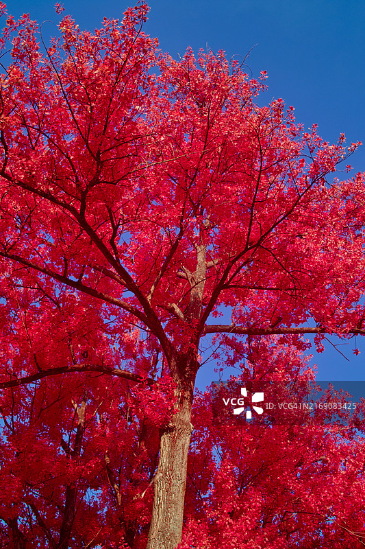仰视角度拍摄的蓝色天空下的樱花树图片素材