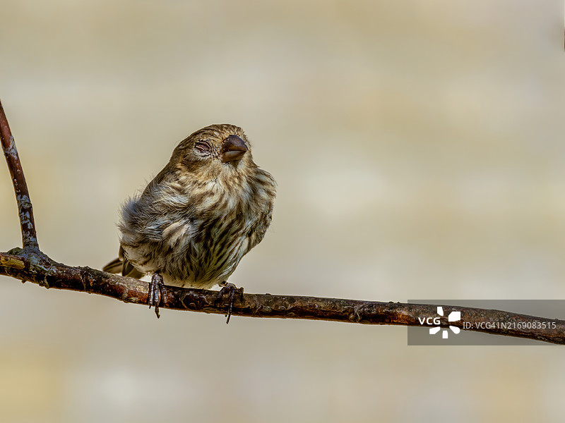 树上睡觉的雀 Finch - 复制空间，美国俄亥俄州都柏林图片素材