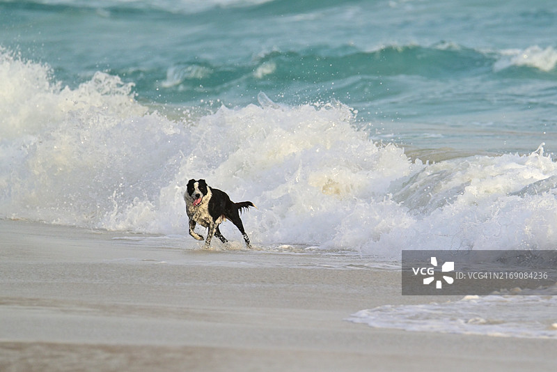 小狗在海滩上玩耍图片素材