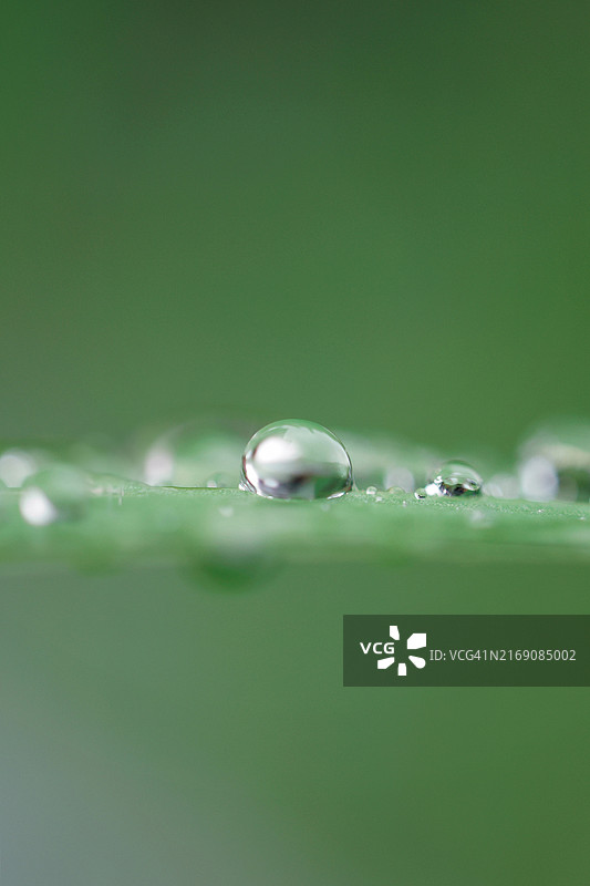 叶子上的水滴特写图片素材