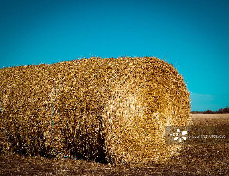 晴朗蓝天下干草捆的特写，加拿大艾伯塔省图片素材