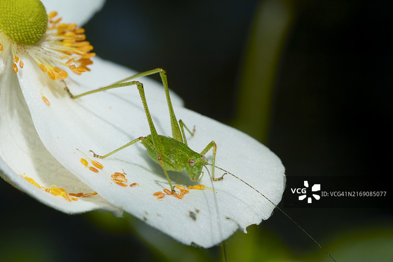 花朵上的昆虫特写，美国俄勒冈州科瓦利斯图片素材
