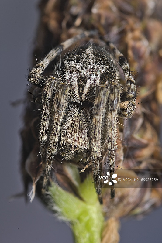 蜘蛛特写图片素材