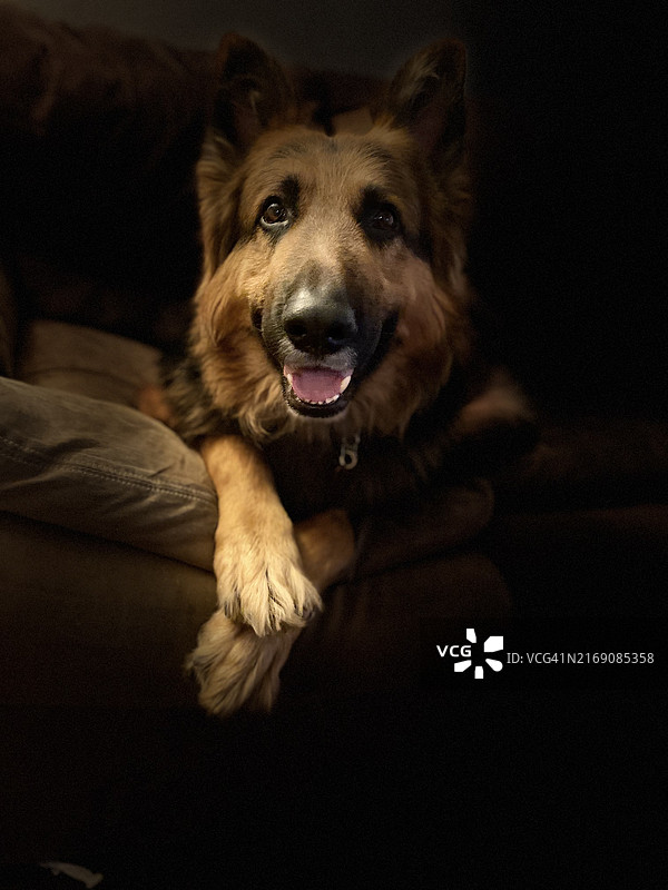 索拉在加利福尼亚州弗雷斯诺的家中沙发上放松的肖像图片素材