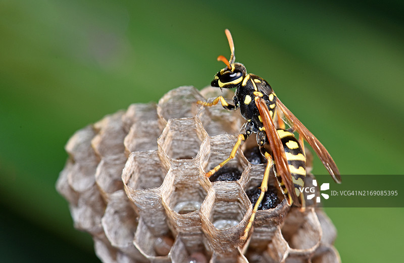 昆虫特写图片素材