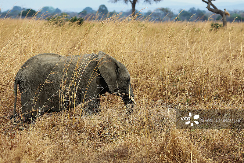 非洲象在田野上的侧视图图片素材