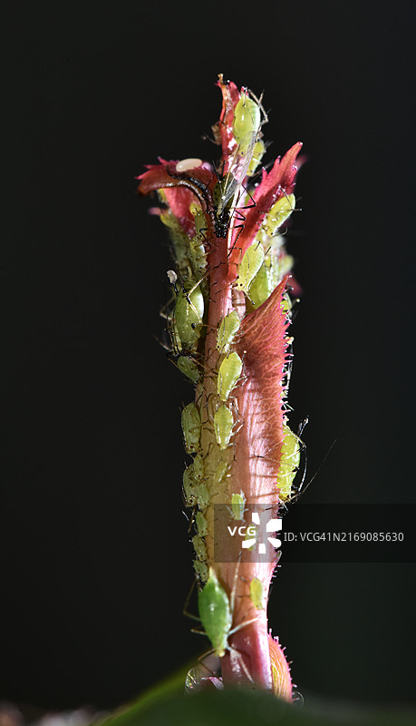 植物上的蚜虫特写，黑色背景图片素材