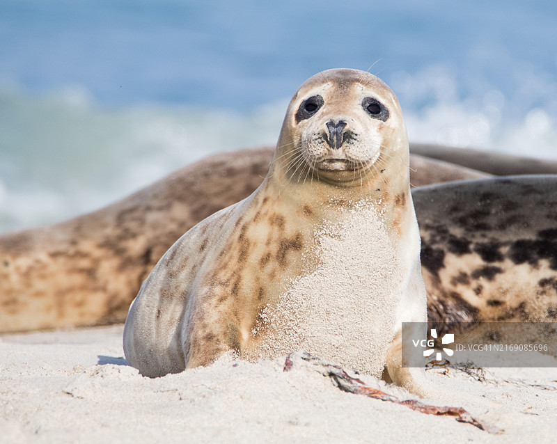 海滩沙滩上海豹的特写图片素材