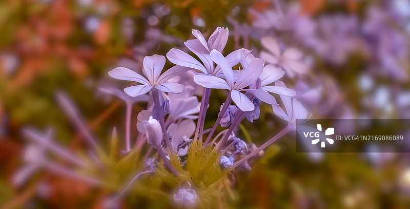 美国加利福尼亚州尤巴市的紫色植物特写图片素材