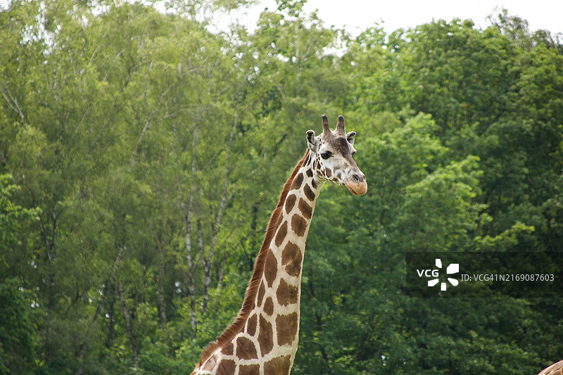 德国下萨克森霍登哈根的长颈鹿特写图片素材