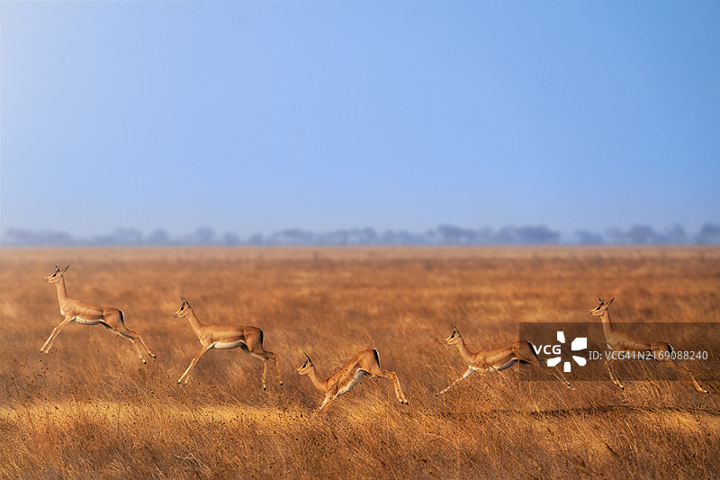 在肯尼亚察沃国家公园瞪羚II层图片素材