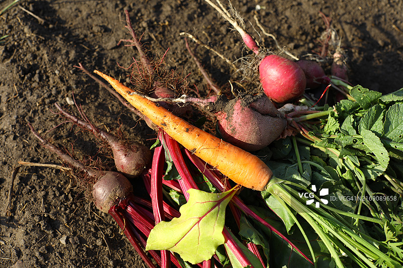 采摘自家花园种植的无化肥蔬菜：胡萝卜、甜菜和萝卜图片素材