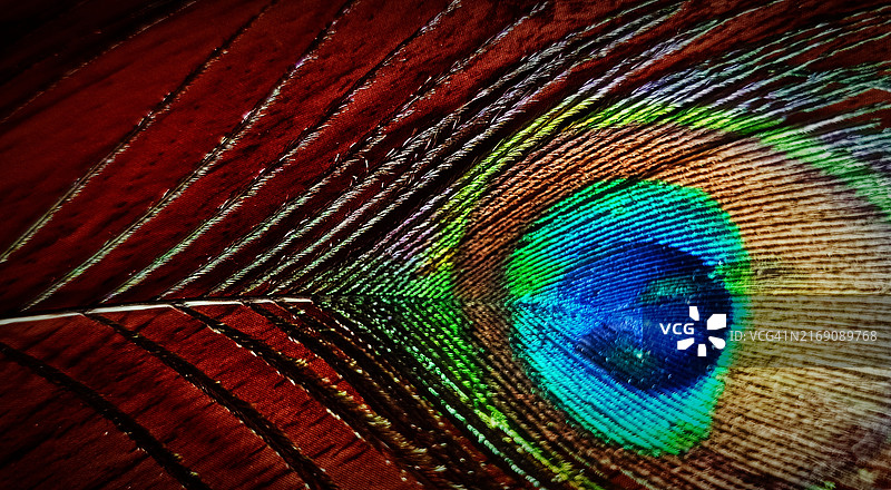 孔雀羽毛特写图片素材