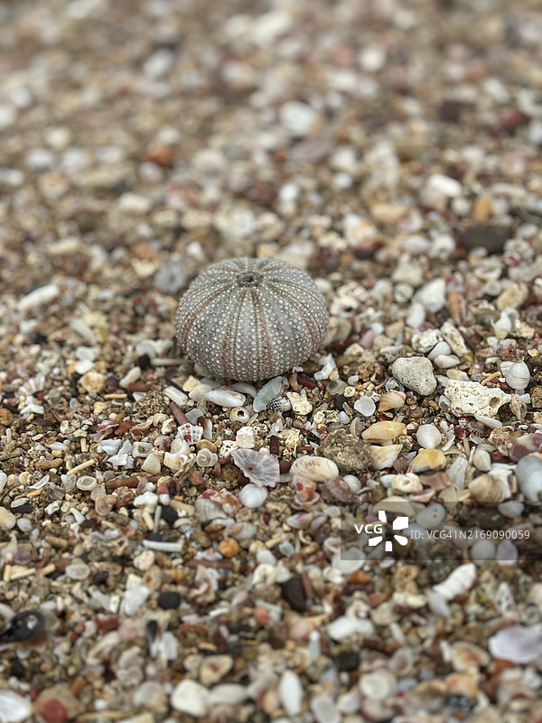 海滩上的贝壳特写，美国波多黎各图片素材