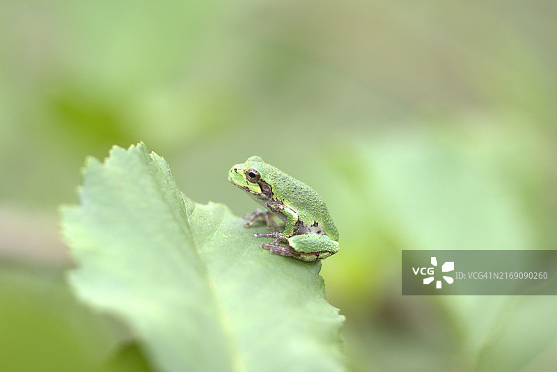 欧洲树蛙树叶特写图片素材