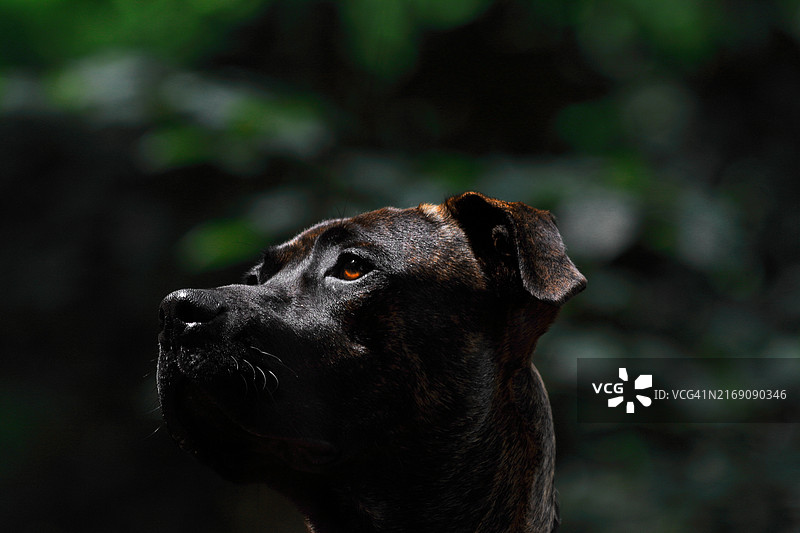 狗的特写图片素材