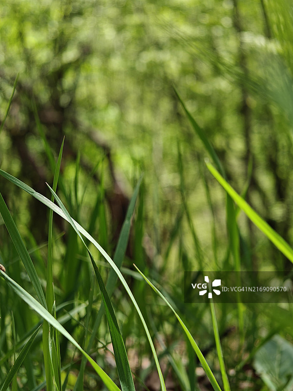 阿塞拜疆谢马哈的新鲜绿草特写图片素材