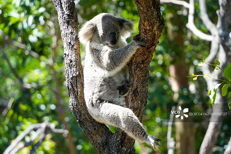 树上的考拉特写图片素材