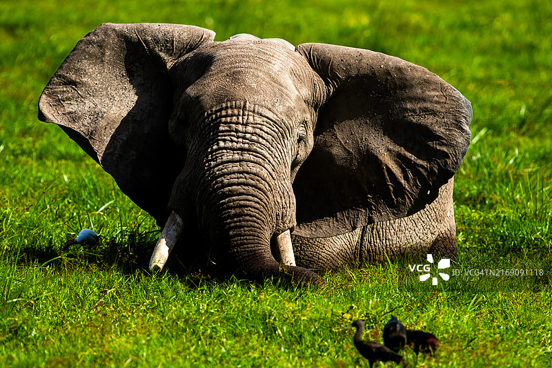 在安博塞利国家公园湿地吃草的非洲象图片素材