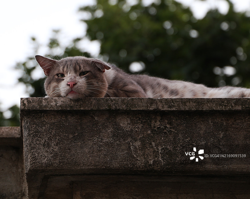 坐在挡土墙上的猫的画像图片素材