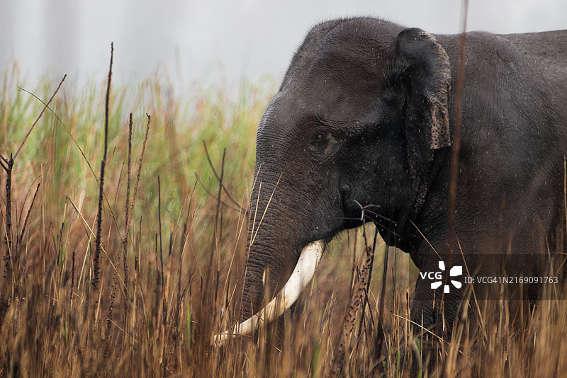 非洲、印度、亚洲象特写图片素材